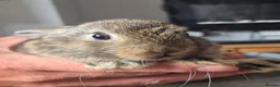 Mini Lop rabbits for sale: Baby mini lops in Rhyl - Advert 2