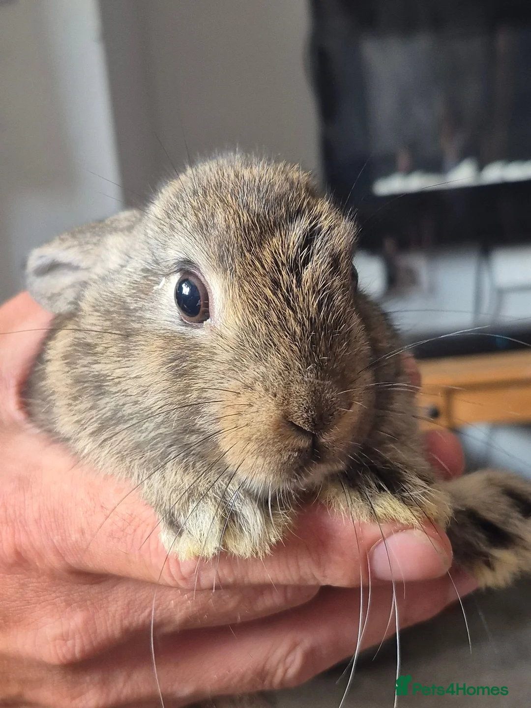 Mini Lop rabbits for sale: Baby mini lops in Rhyl - Advert 2
