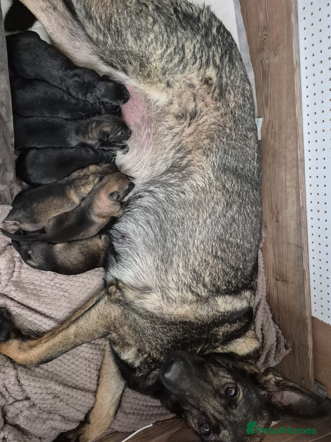 German Shepherd dogs for sale: German Shepherd puppies  - Advert 1