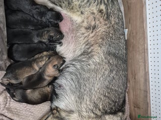 German Shepherd dogs German Shepherd puppies - Advert 3