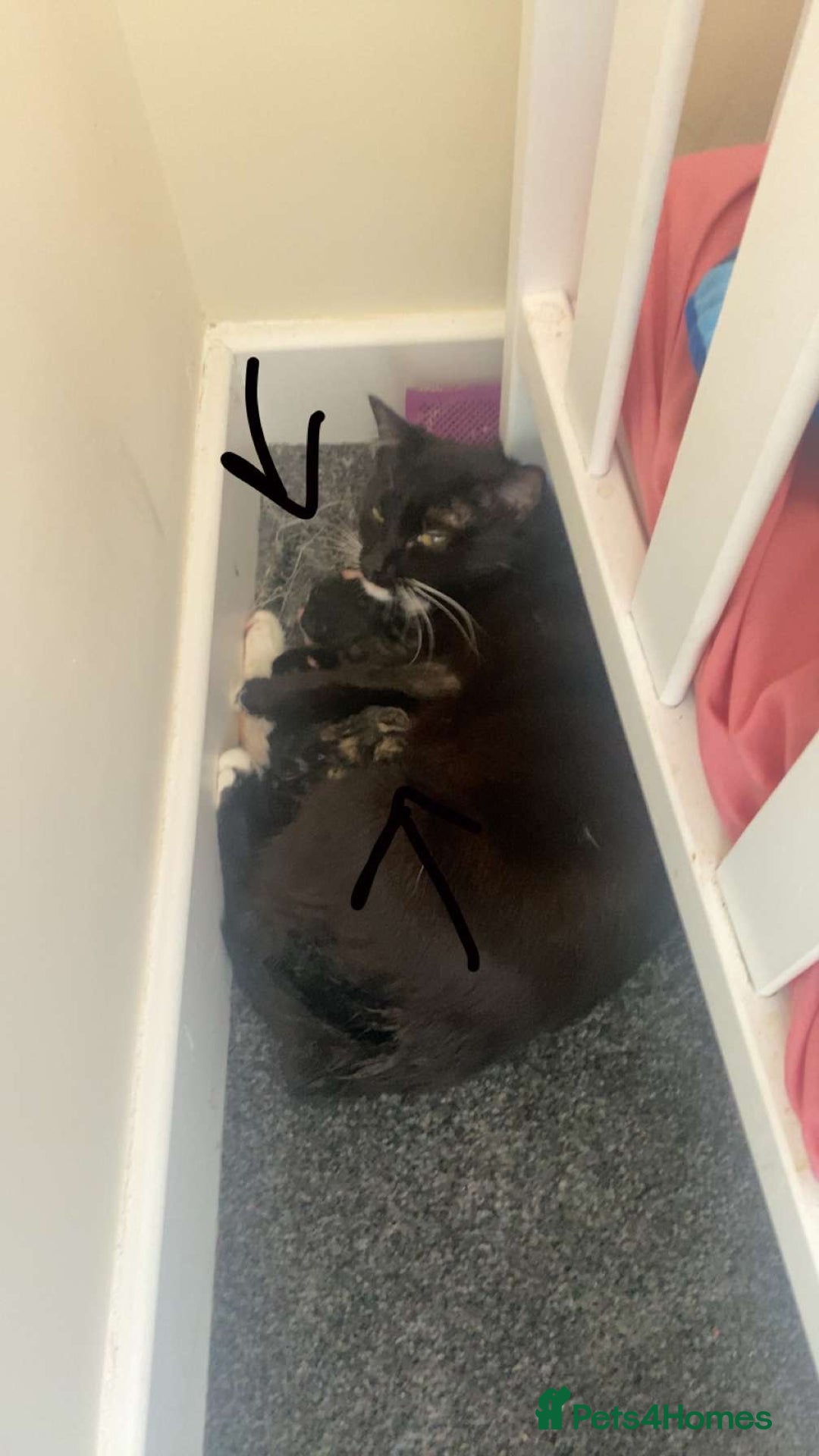 Domestic Shorthair cats for sale: Female tabby cats  - Image 4