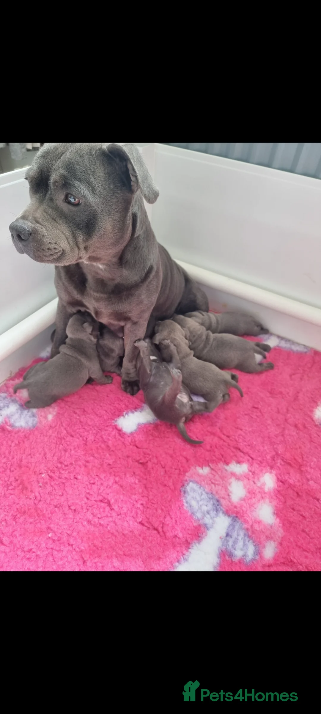 Staffordshire Bull Terrier dogs for sale: Full pedigree blue Staffordshire bull terrier  in Rhyl - Advert 1