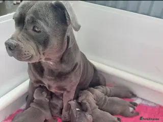 Staffordshire Bull Terrier dogs Full pedigree blue Staffordshire bull terrier - Advert 11