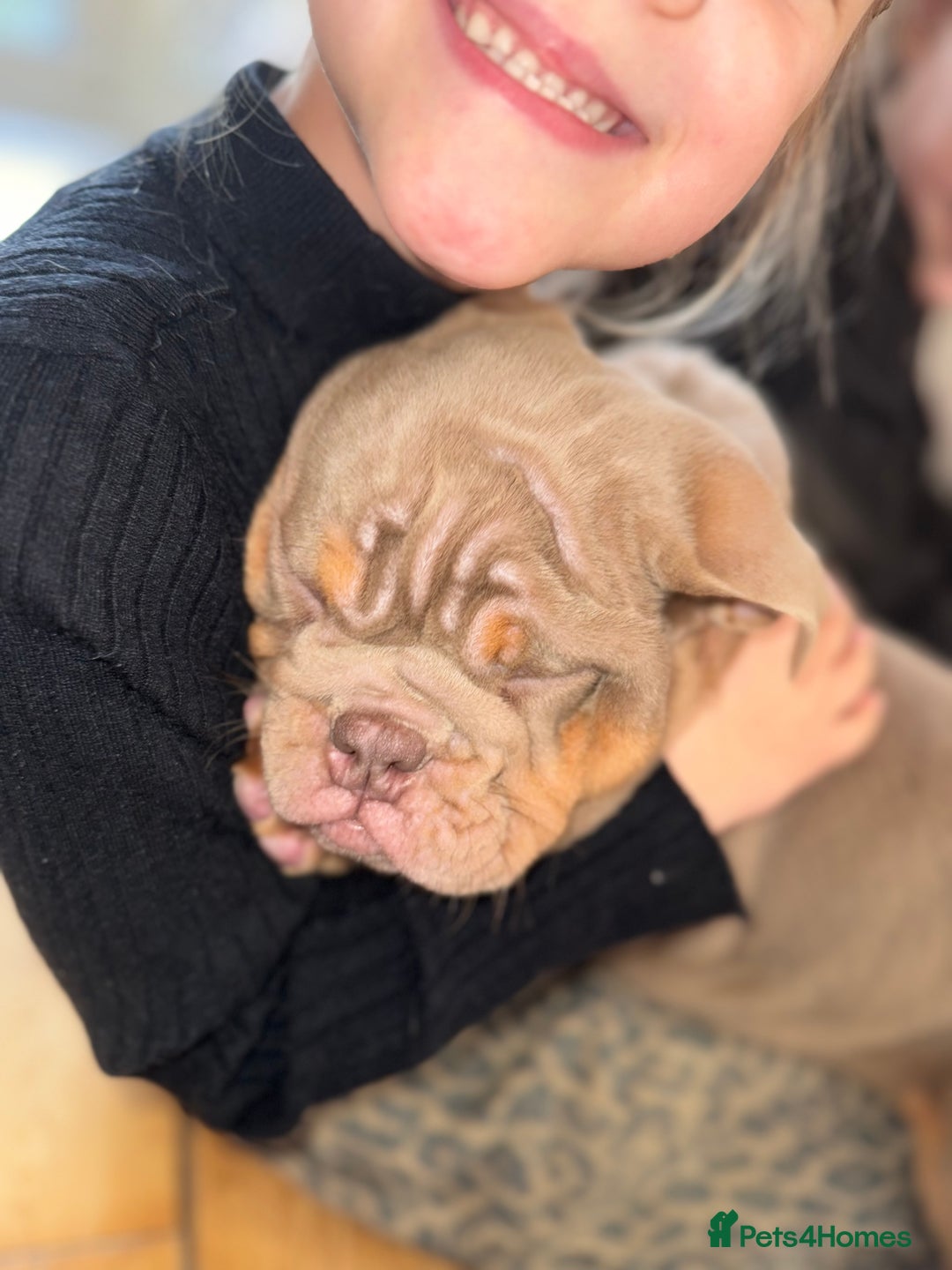 English Bulldog dogs for sale: English bulldogs  - Advert 6