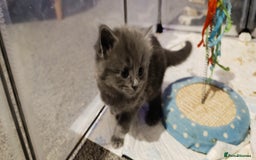 Mixed Breed cats for sale: Gorgeous kittens  - Image 10