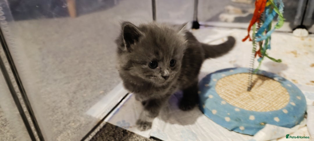 Mixed Breed cats for sale: Gorgeous kittens  - Image 10
