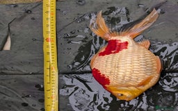 Cyprinids fish for sale: Pond fish for sale - Image 10