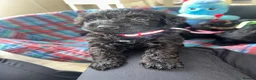 Schnoodle dogs for sale: F1 shnoodles  - Advert 5