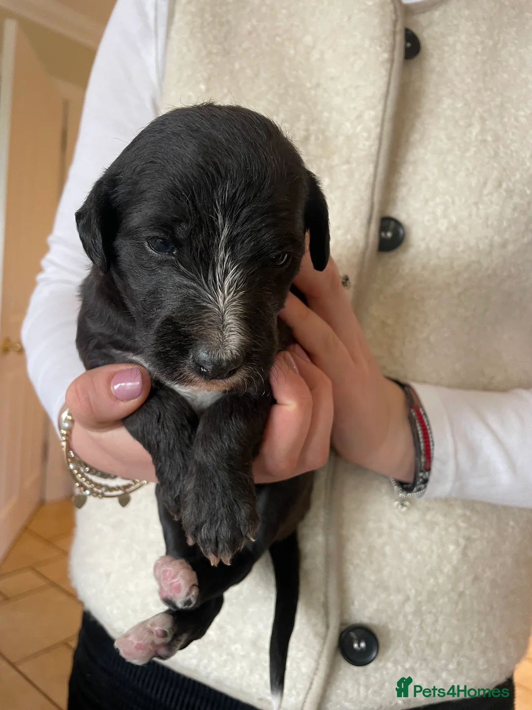Mixed Breed dogs for sale: Bedlington Whippet Pups  - Advert 6