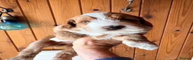 Cockapoo 2