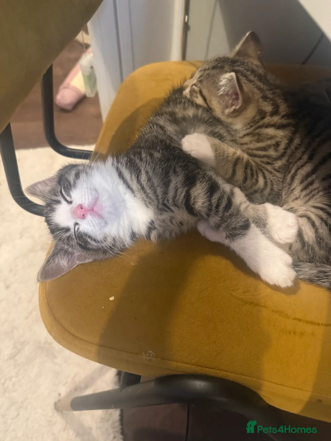 Mixed Breed cats for sale: 3 mixed tabby kittens for sale!  - Advert 7