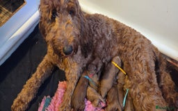 Irish Doodle dogs for sale: Irish Doodle Standard - Image 2