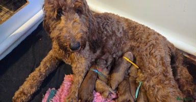 Irish Doodle dogs - Advert 1