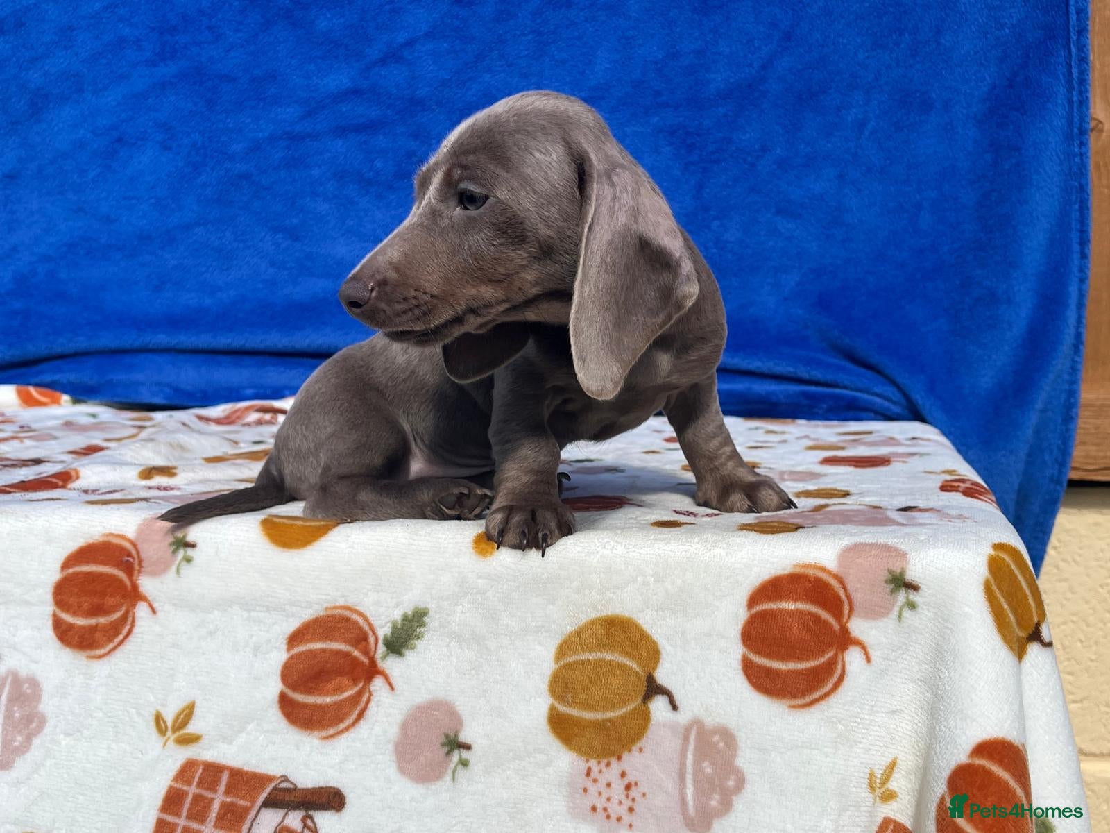 Miniature Dachshund dogs FULLY VAX BELLA KC Reg PRA Clear mini solid - Advert 1