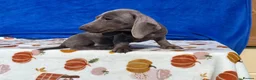 Miniature Dachshund dogs for sale: FULLY VAX BELLA KC Reg PRA Clear mini solid - Advert 1