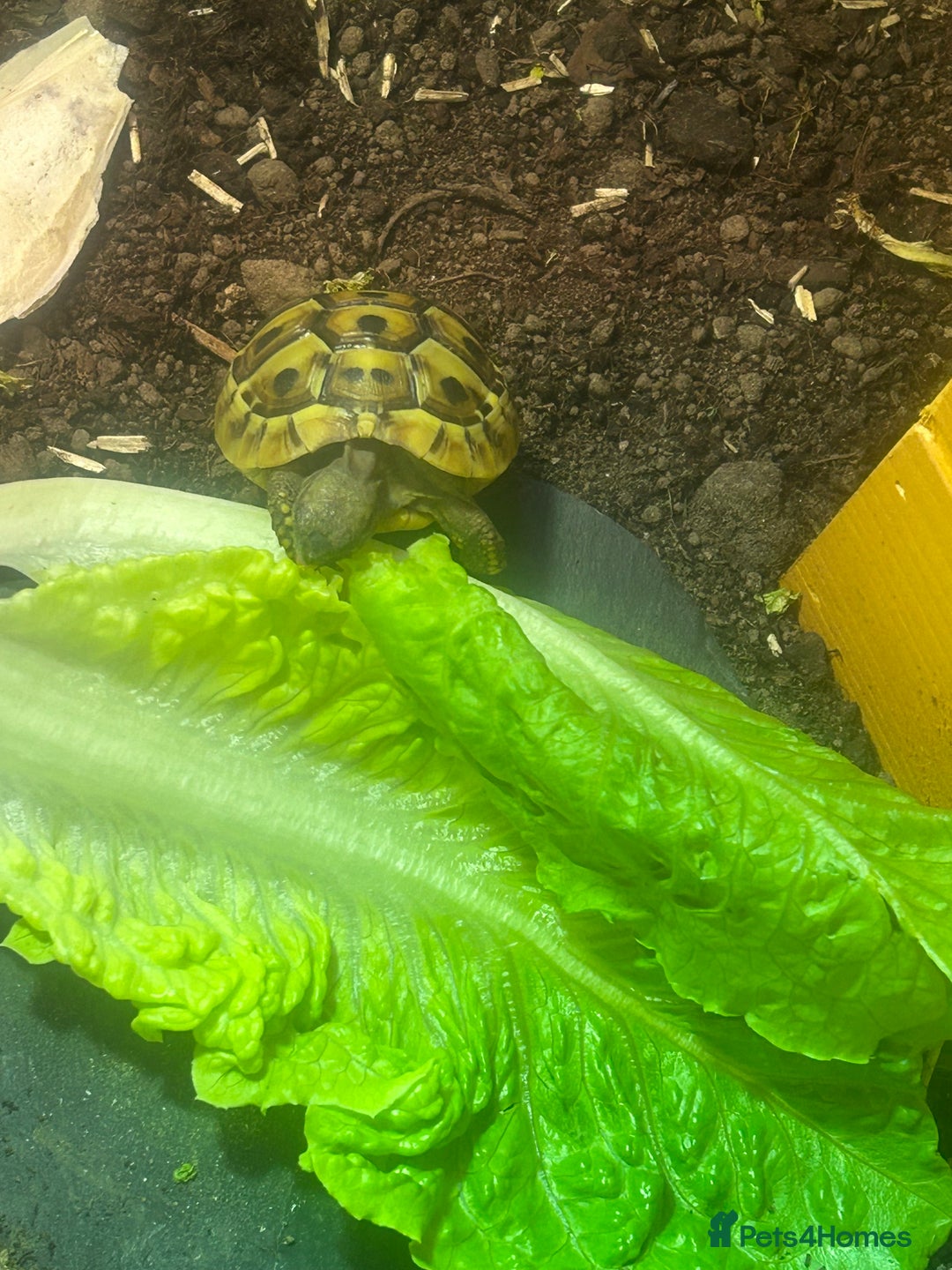 Tortoise reptiles for sale: Hermann Tortoise for sale  - Image 6