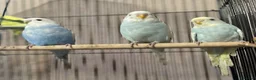 Budgerigars birds for sale: Young budgies £20 each - Advert 4