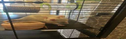 Rat rodents for sale: 4 albino fancy rats in Barnstaple - Advert 5