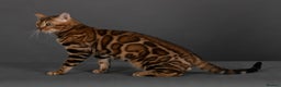 Bengal cats for sale: Angeldust Bengals - Retiring TICA registered Stud - Advert 2