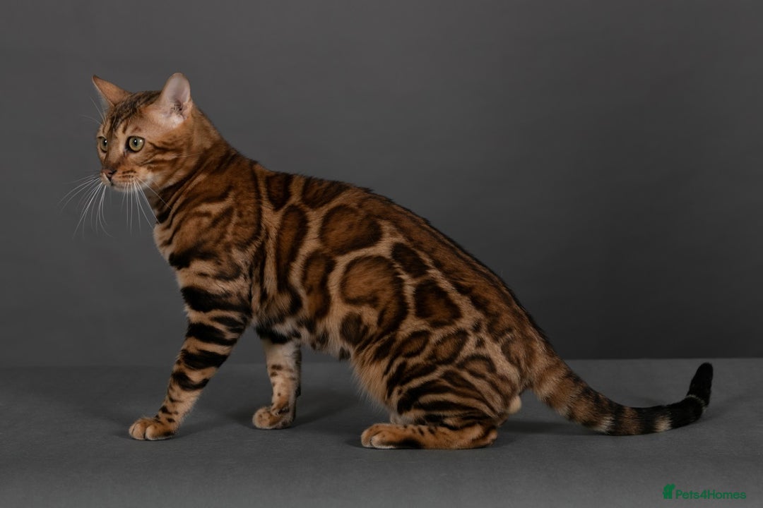 Bengal cats for sale: Angeldust Bengals - Retiring TICA registered Stud - Advert 2