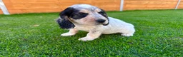 Cocker Spaniel dogs for sale: Beautiful Show CockerSpaniel Babies 🐾🐾🐾  - Advert 7