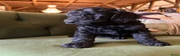 Bernedoodle dogs for sale: Black Bernedoodle Boy 1250 - Advert 13