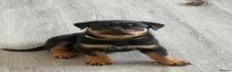 Rottweiler dogs for sale: Rottweiler pups  - Advert 7