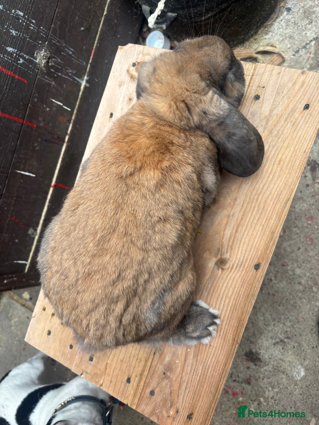 French Lop rabbits for sale: French lops  - Image 3
