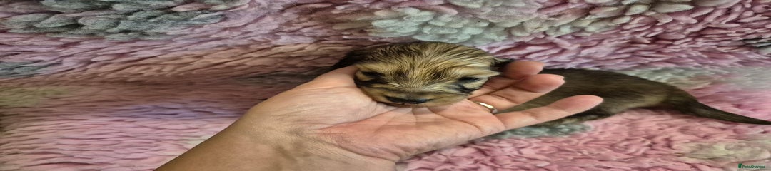 Dachshund Puppy 1