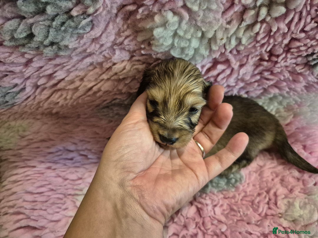 Dachshund dogs for sale: Kc boy dachshund  - Image 6