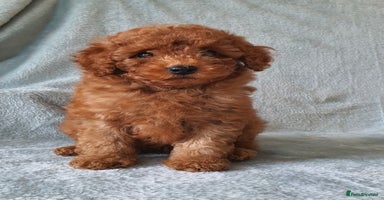 Toy Poodle dogs - Advert 10