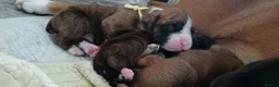 Boxer dogs for sale: X3 boxer puppies available from a litter of 6  in Rochdale - Advert 2