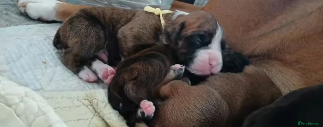 Boxer dogs for sale: X3 boxer puppies available from a litter of 6  in Rochdale - Advert 2