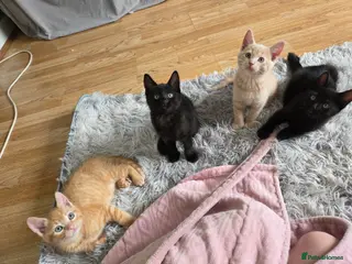 Mixed Breed cats READY TO LEAVE Domestic short hair X British blue - Advert 12