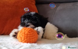 Cockapoo dogs for sale: Best Friend Sofa Companions 🥰 Fully vaccinated  - Image 17