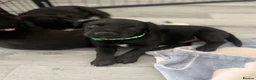 Mixed Breed dogs for sale: Labrador x kelpie puppies - Advert 11