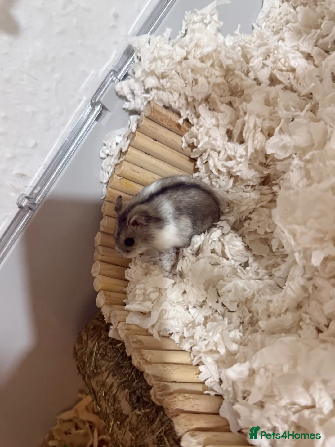 Hamster rodents for sale: Russian Dwarf Hamster + BUCATSTATE Setup - Advert 5
