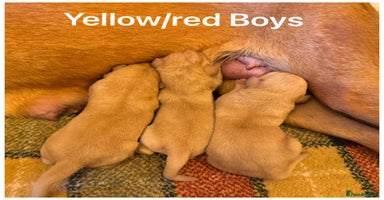Labrador Retriever dogs - Advert 3