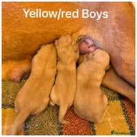 Labrador Retriever dogs - Advert 4