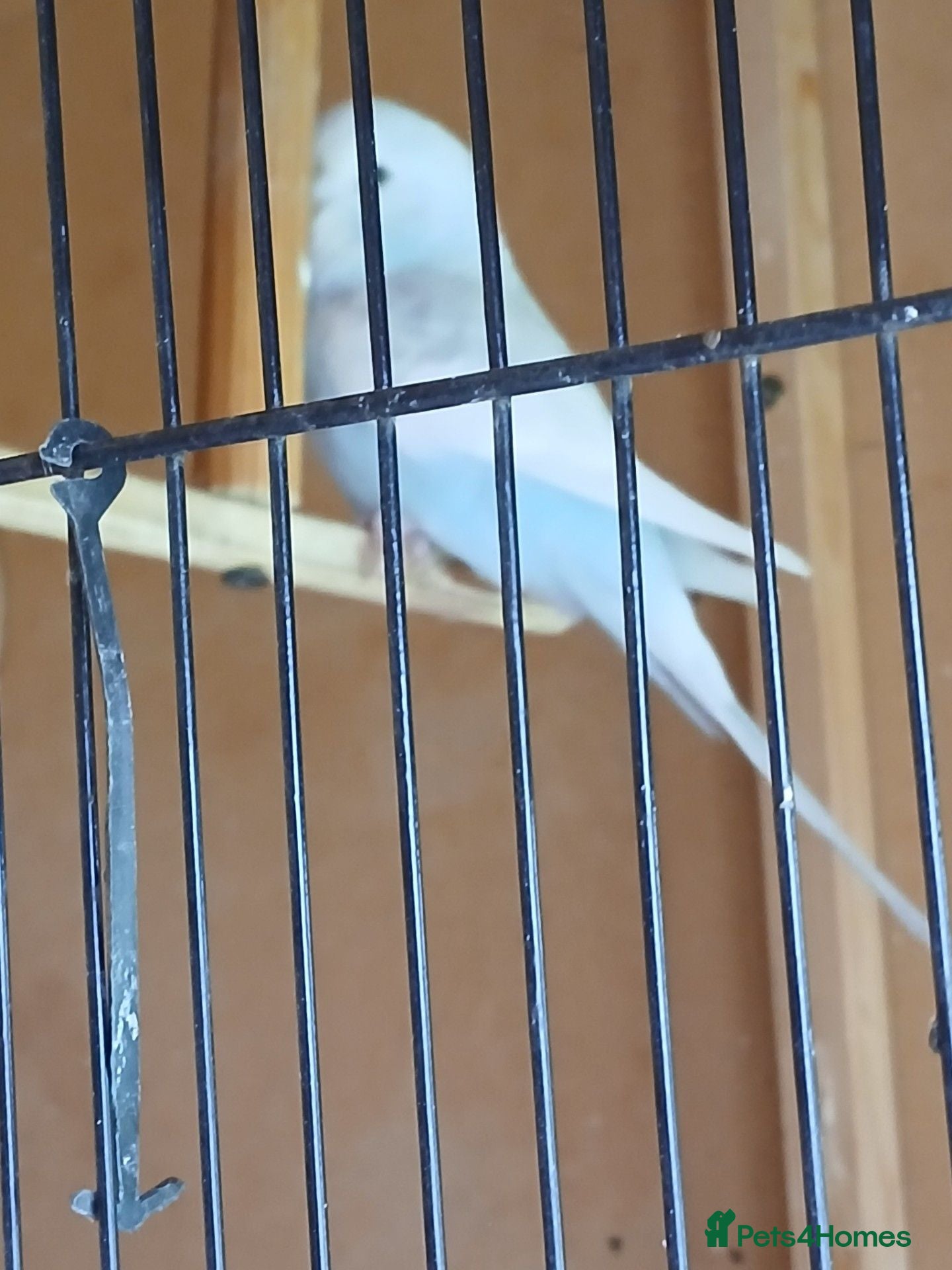 Budgerigars birds Aviary breed baby budgies - Advert 4