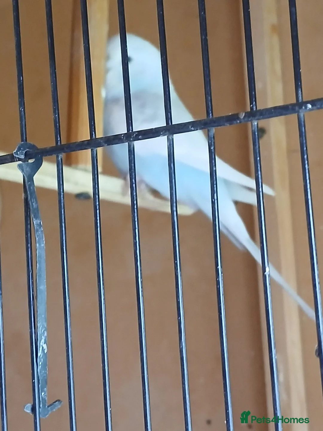 Budgerigars birds for sale: Aviary breed baby budgies - Advert 1