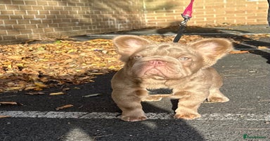 French Bulldog dogs - Advert 5