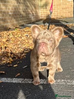 French Bulldog dogs - Advert 16