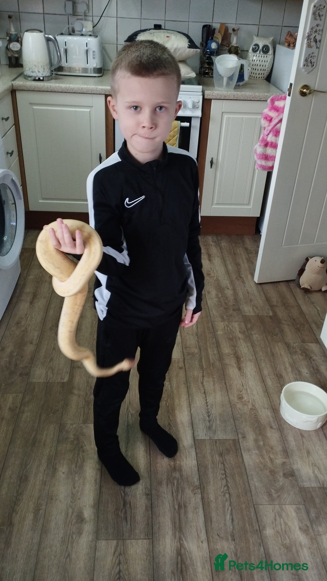 Python Snake reptiles for sale: Banana pinstripe royal python and corn snake - Image 3