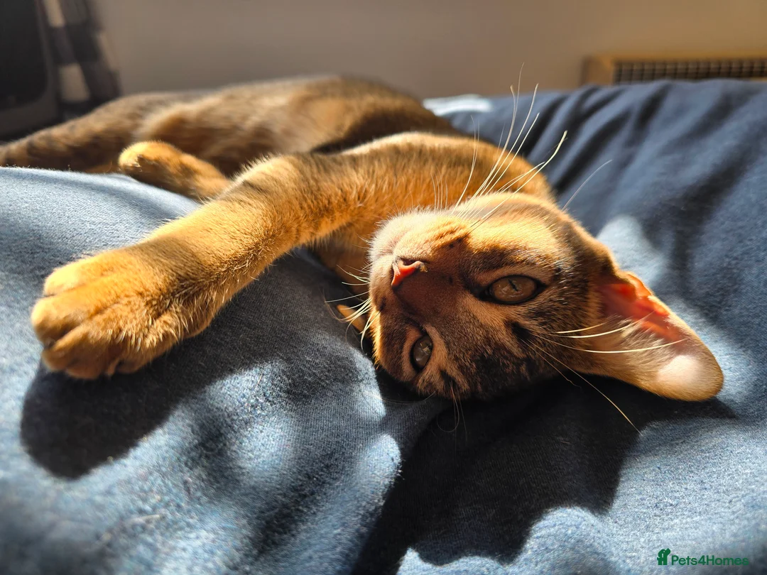 Abyssinian cats for sale: Stunning Kittens – Not to Miss - Advert 4