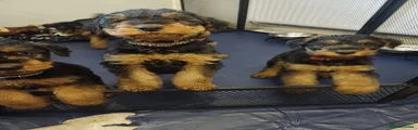 Airedale Terrier Puppy 8