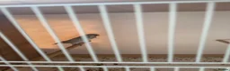 Lovebirds birds for sale: Pair of Lovebirds  - Advert 1