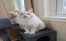 Maine Coon cats for sale: Adult Male Cream Smoke Maine Coon for Sale - Image 6