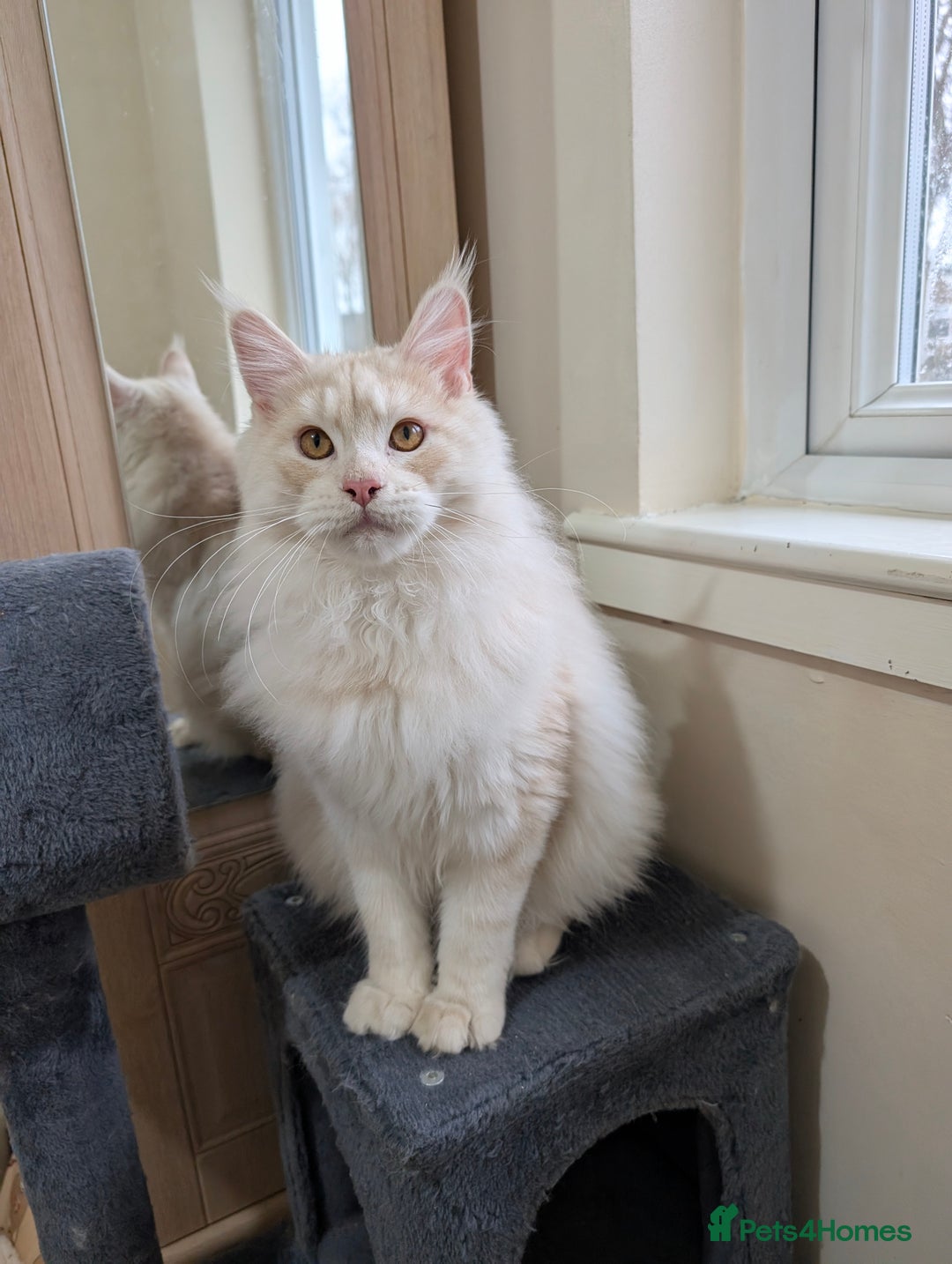 Maine Coon cats for sale: Adult Male Cream Smoke Maine Coon for Sale - Image 6