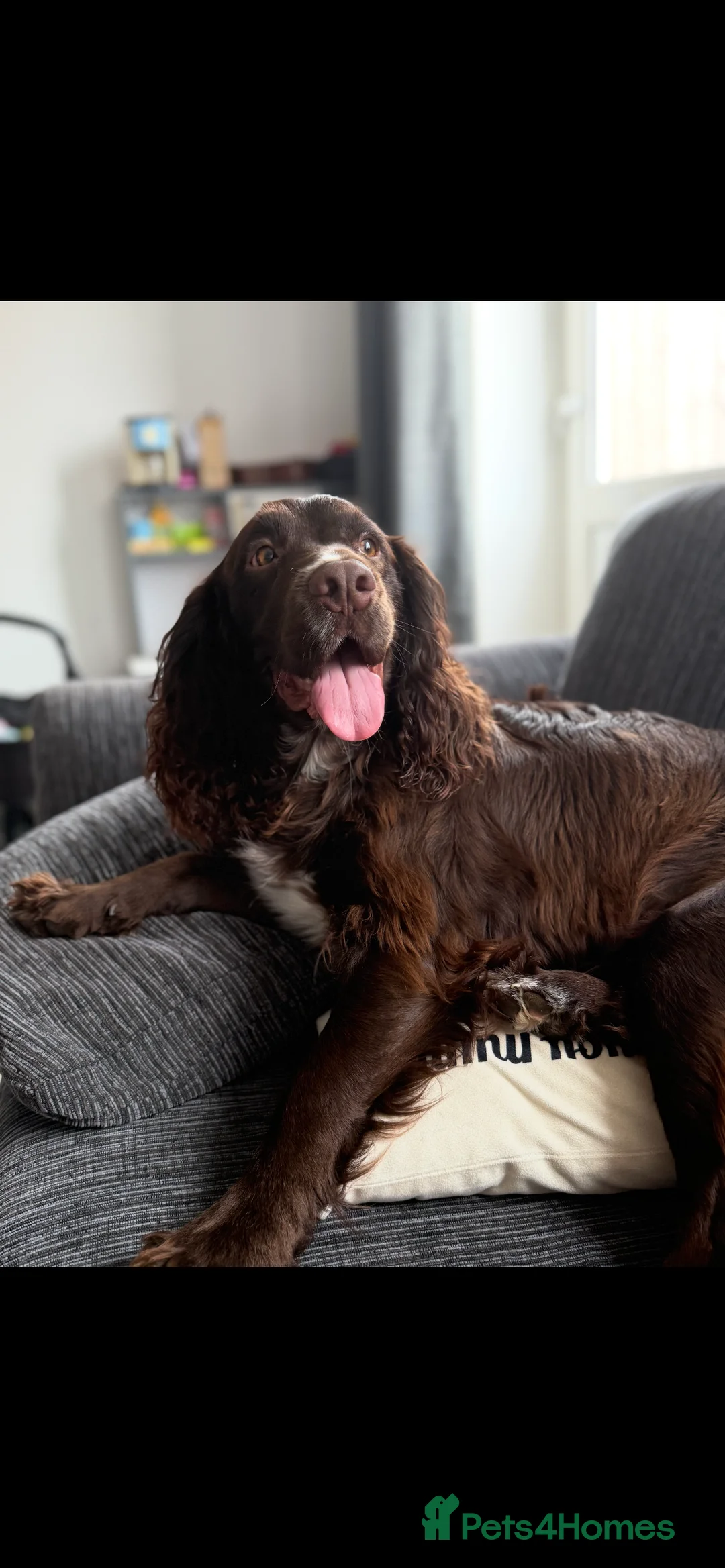 Sprocker dogs for stud: Woody for stud  - Advert 3
